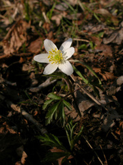 Anemonoides nemorosa