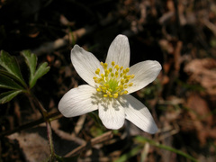 Anemonoides nemorosa