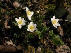 Anemonoides nemorosa