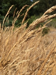 Deschampsia