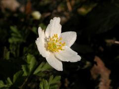Anemonoides nemorosa