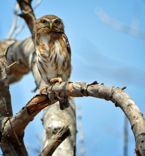 Glaucidium palmarum