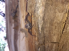 Polybetes trifoveatus