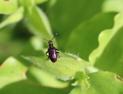 Lema chalcoptera