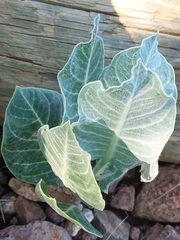 Asclepias nummularia