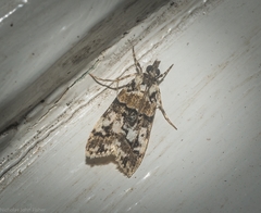 Scoparia charopoea