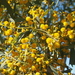Acacia hemignosta - Photo (c) Mark Marathon, μερικά δικαιώματα διατηρούνται (CC BY-SA)