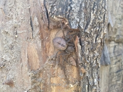 Polybetes trifoveatus