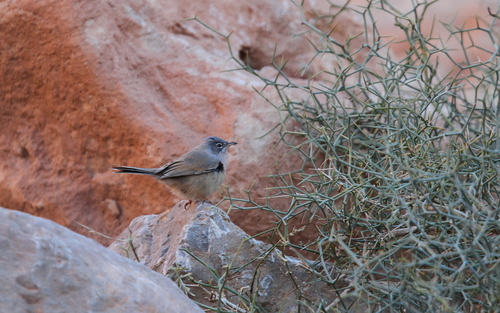Tristram's Warbler (Curruca deserticola), photo 10