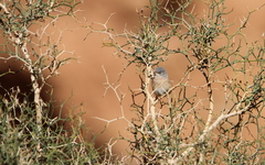 Curruca deserticola