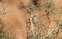 Curruca deserticola
