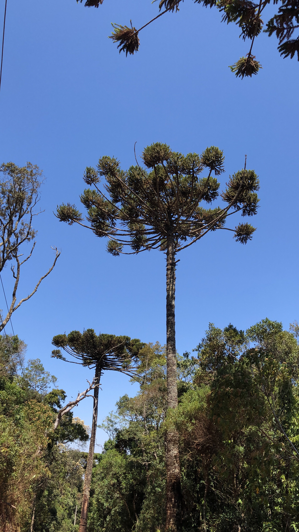 Araucaria angustifolia