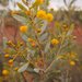 Waxy Wattle - Photo (c) Mark Marathon, some rights reserved (CC BY-SA)