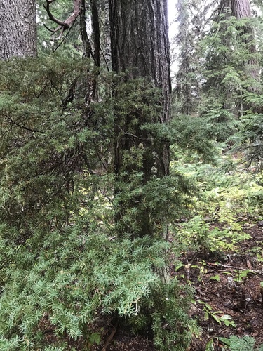 Tired Creek Trail