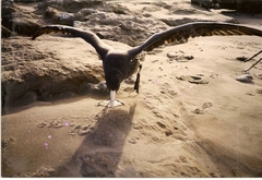 Macronectes giganteus