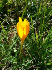 Crocus scharojanii