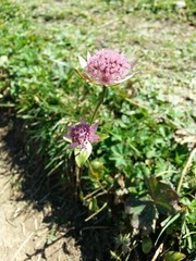 Astrantia maxima