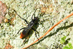 Tachypompilus analis