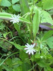 Stellaria graminea