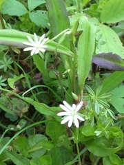 Stellaria graminea