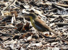 Agelasticus cyanopus