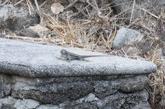 Sceloporus horridus