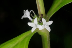 Exallage auricularia
