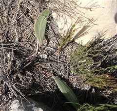 Othonna stenophylla