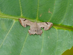 Dysaethria quadricaudata