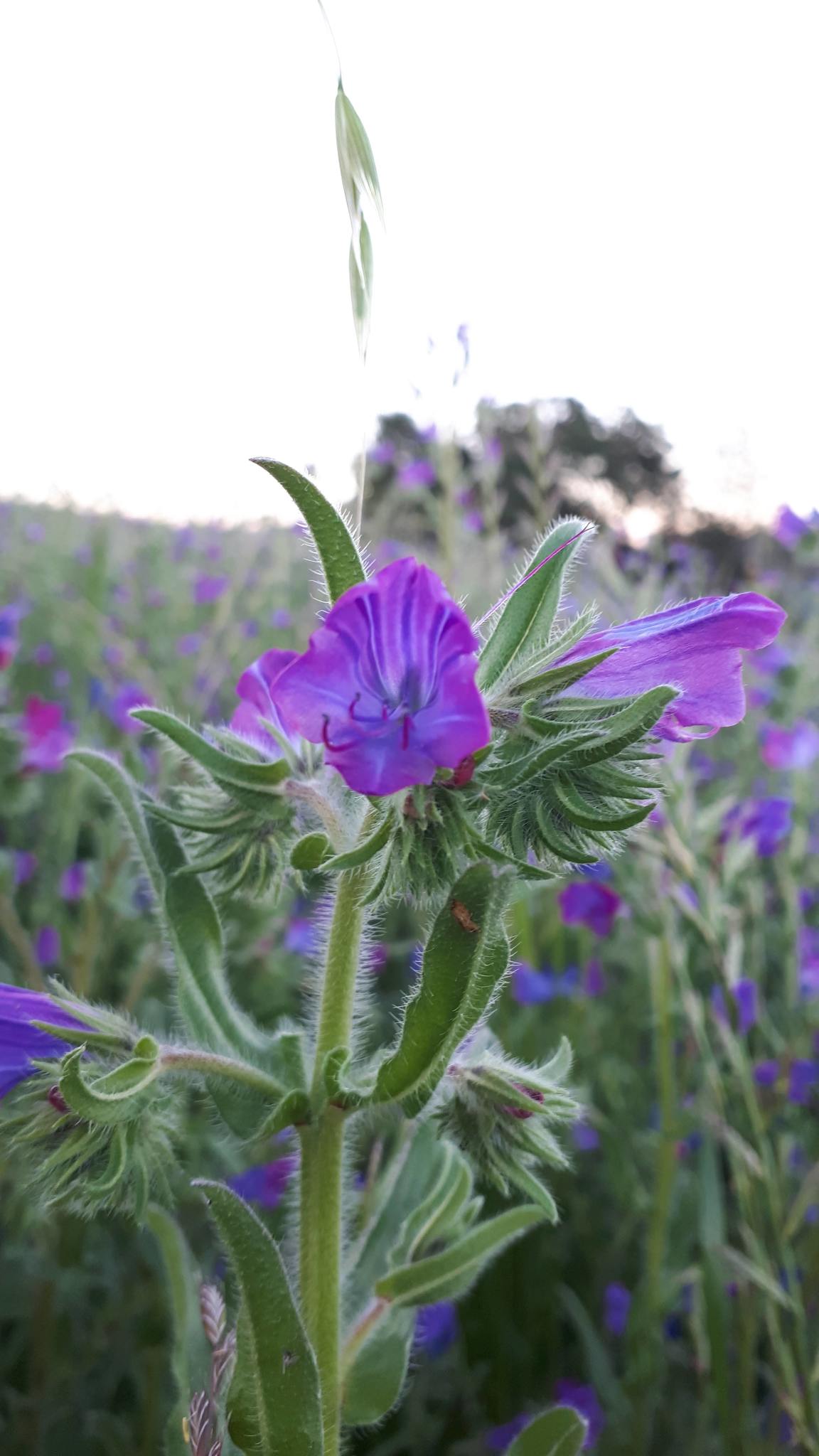 Echium plantagineum