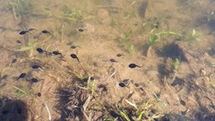 Rhinella