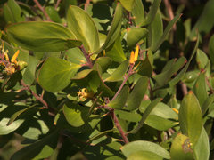 Persoonia stradbrokensis