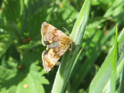 Small Yellow Underwing, 7957 De Wijk, Nederland, photo 6 of 10