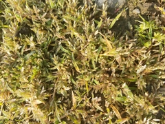 Eragrostis hypnoides