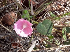 Pavonia rosa-campestris