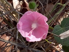 Pavonia rosa-campestris