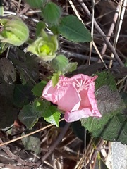 Pavonia rosa-campestris