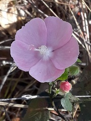 Pavonia rosa-campestris
