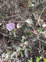 Pavonia rosa-campestris