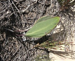 Othonna stenophylla