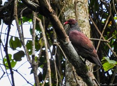 Patagioenas speciosa