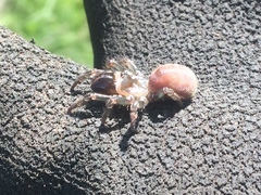 Atypus affinis