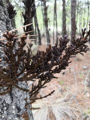 Arceuthobium vaginatum