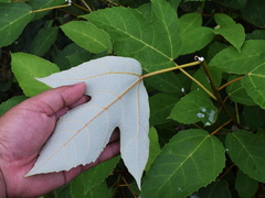 Ficus grossularioides