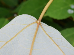 Ficus grossularioides