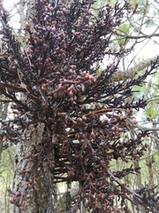 Arceuthobium vaginatum