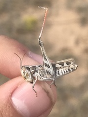 Phlibostroma quadrimaculatum