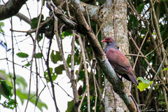 Patagioenas speciosa