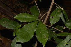 Acronychia pubescens