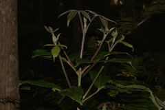 Acronychia pubescens